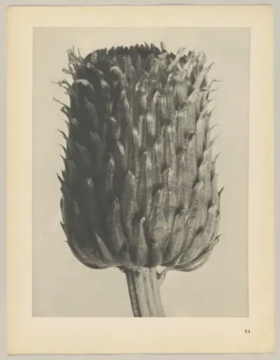 Cirsium canum