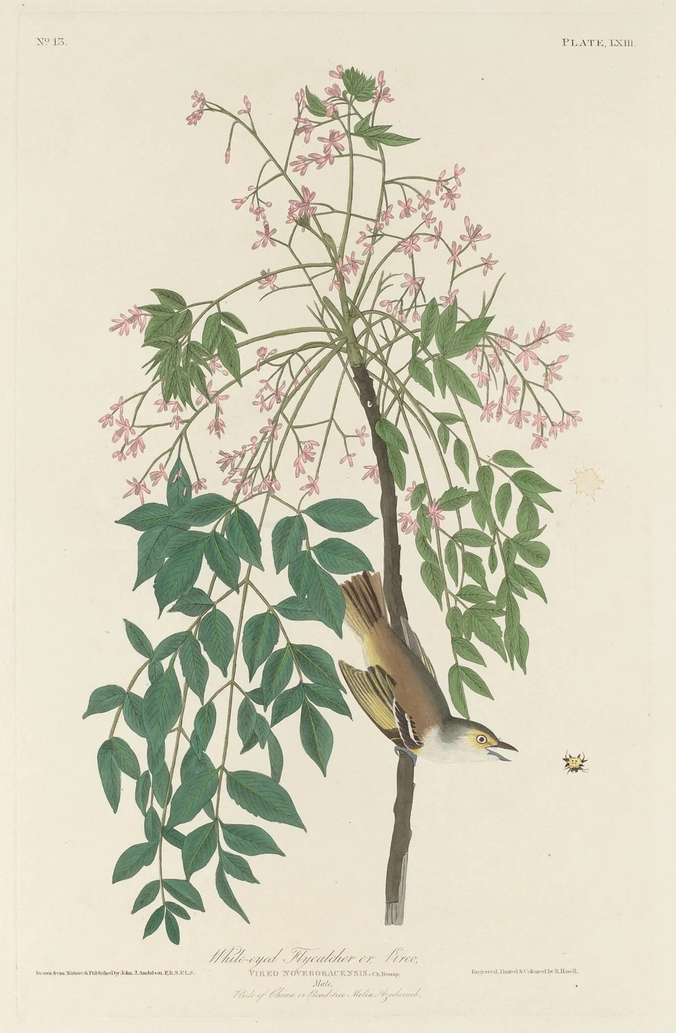 White-eyed Fly Catcher, by Robert Havell Jr., ink, 1829