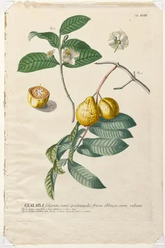 Plantae Selectae:  No. 43 - Guaiaba