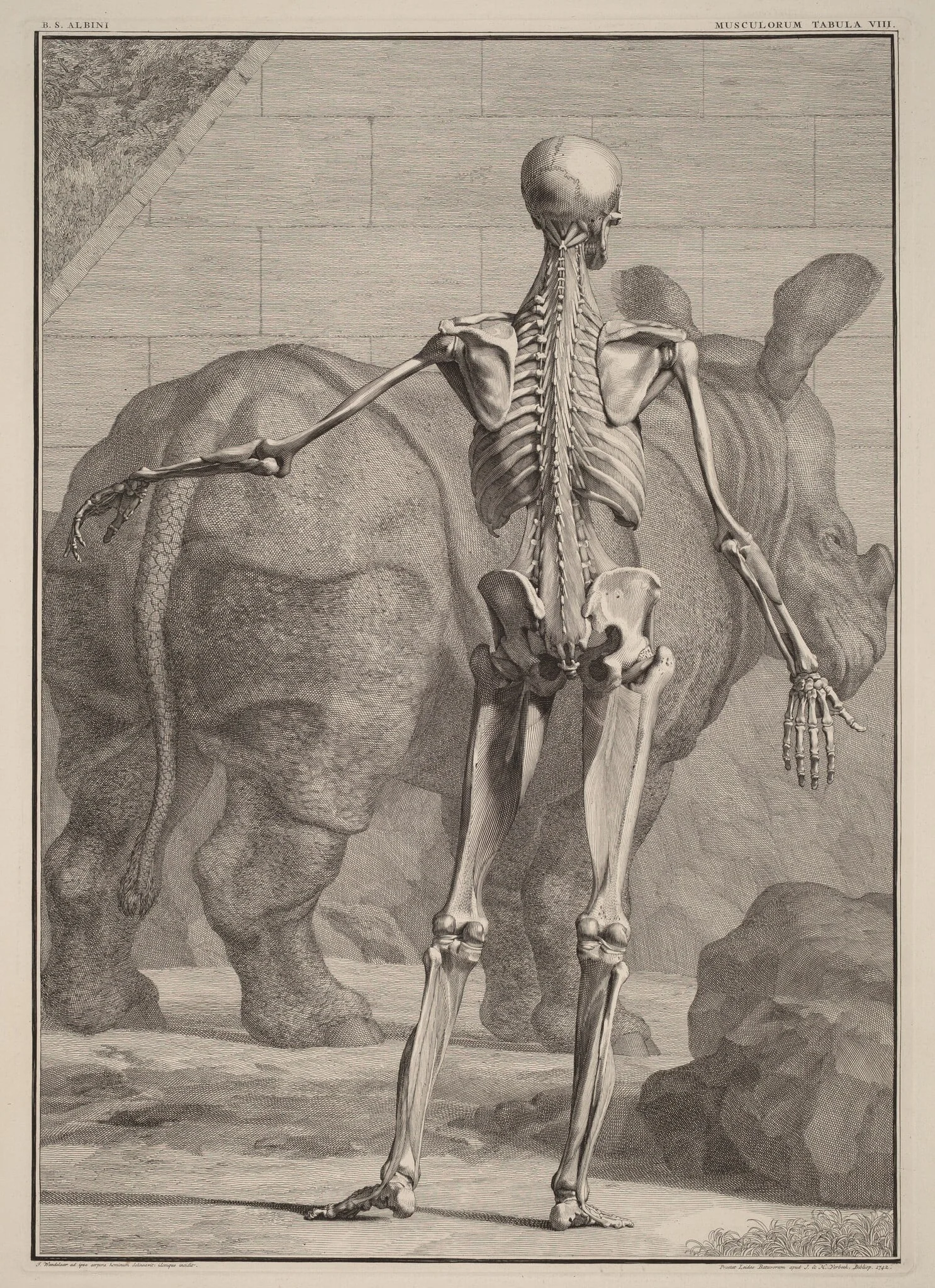 Musculorum Tabula VIII, by Jan Wandelaar, ink, 1742
