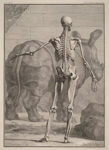 Musculorum Tabula VIII