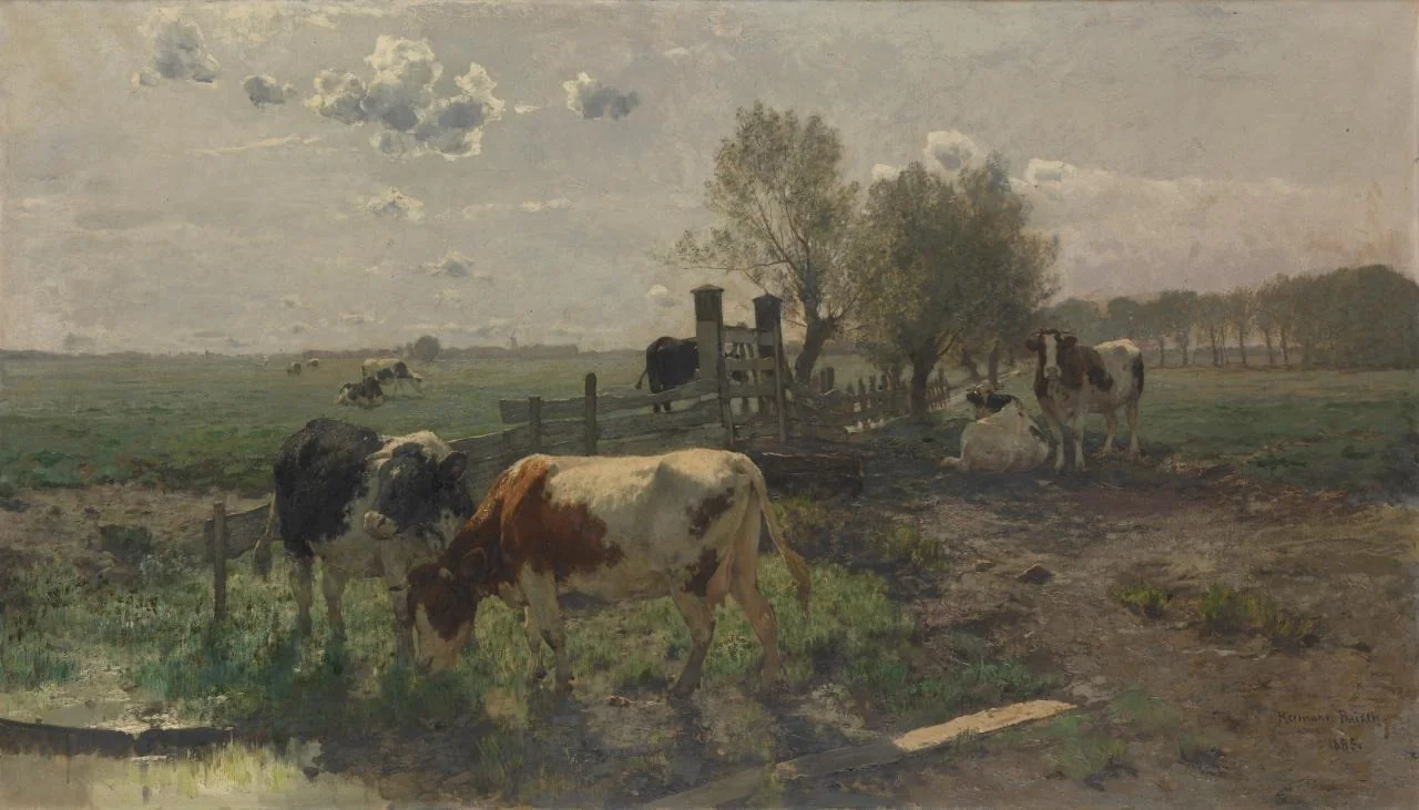 Dutch pastures, morning