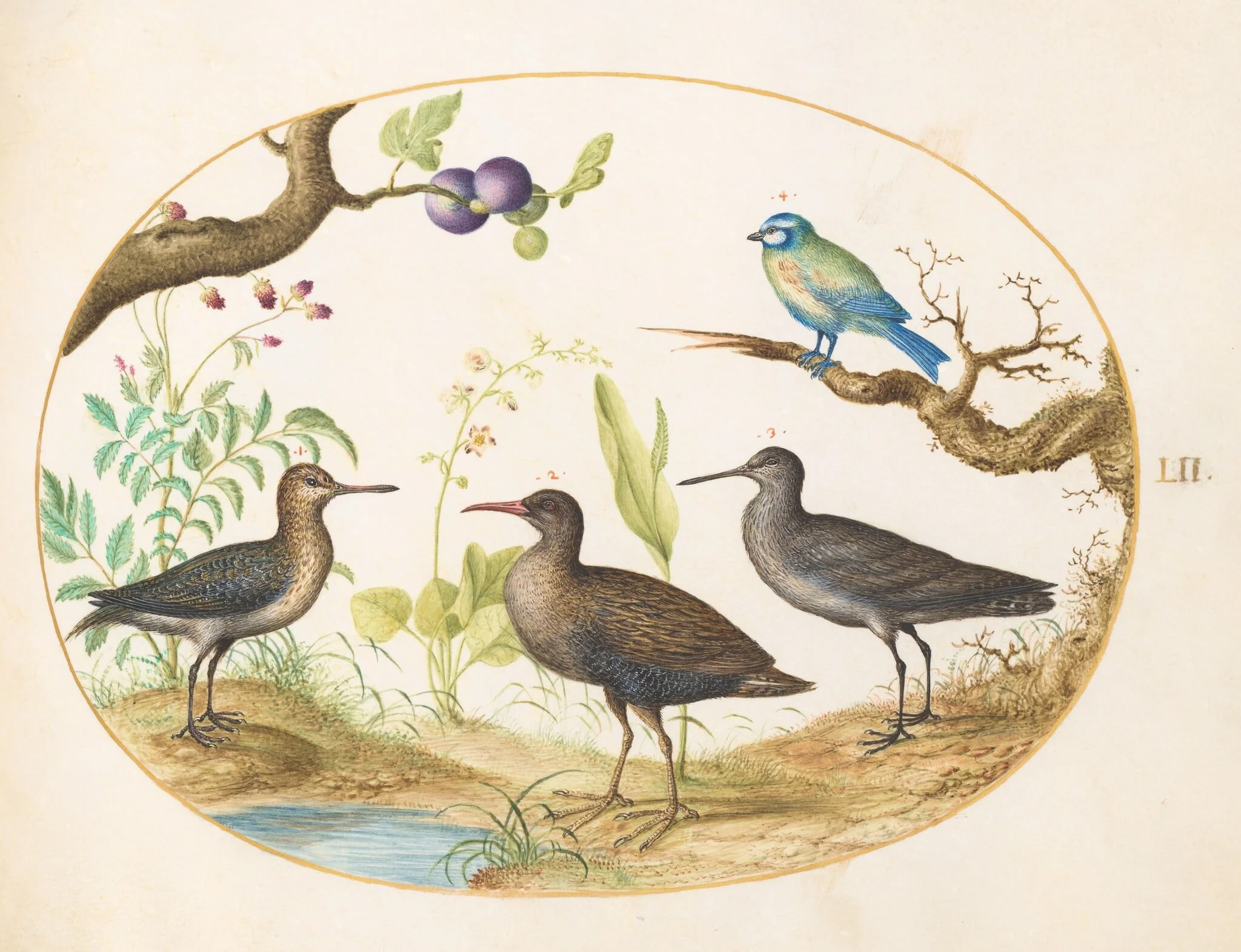 Plate 52: Blue Tit with Three Wading Birds and a Fig Tree, by Joris Hoefnagel, gouache, 1594