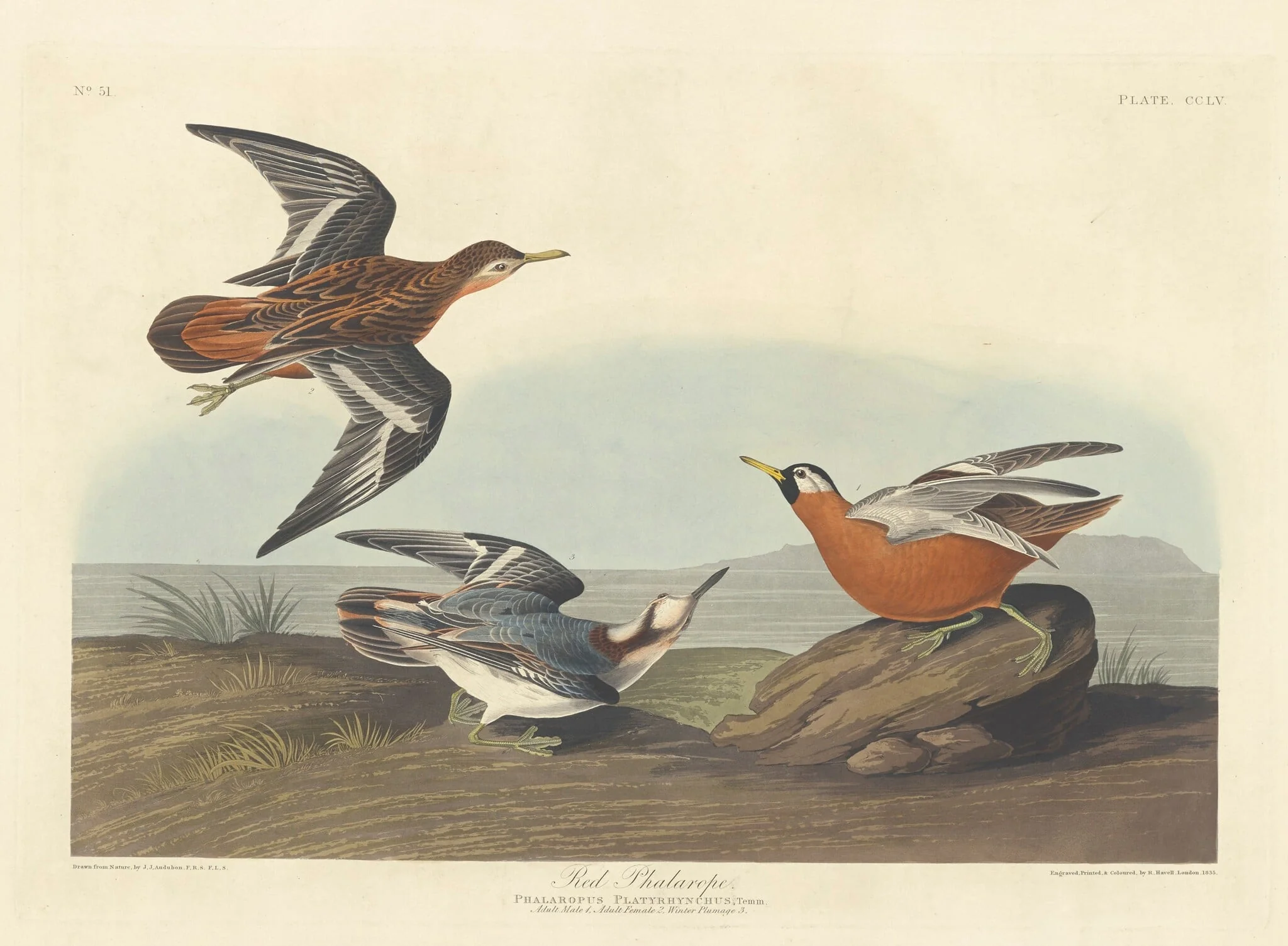 Red Phalarope, by Robert Havell Jr., ink, 1835