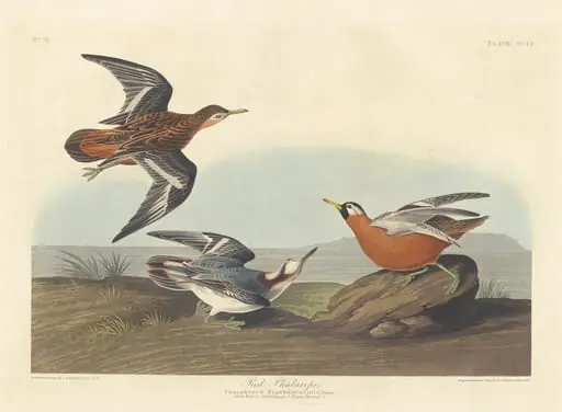 Red Phalarope