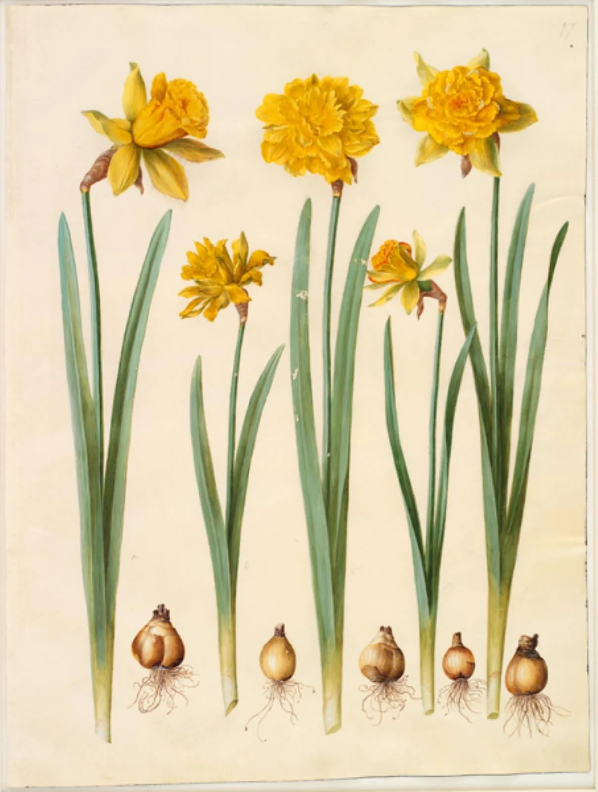 Narcissus pseudonarcissus, by Unknown, unspecified, 1654