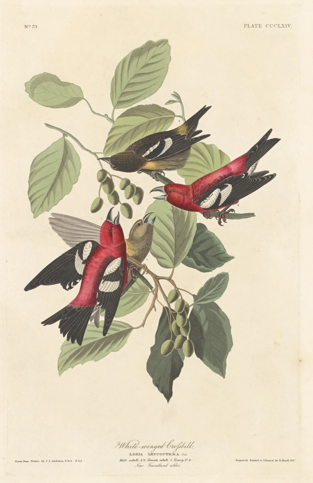 White-winged Crossbill, by Robert Havell Jr., ink, 1837