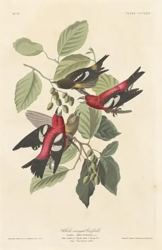 White-winged Crossbill