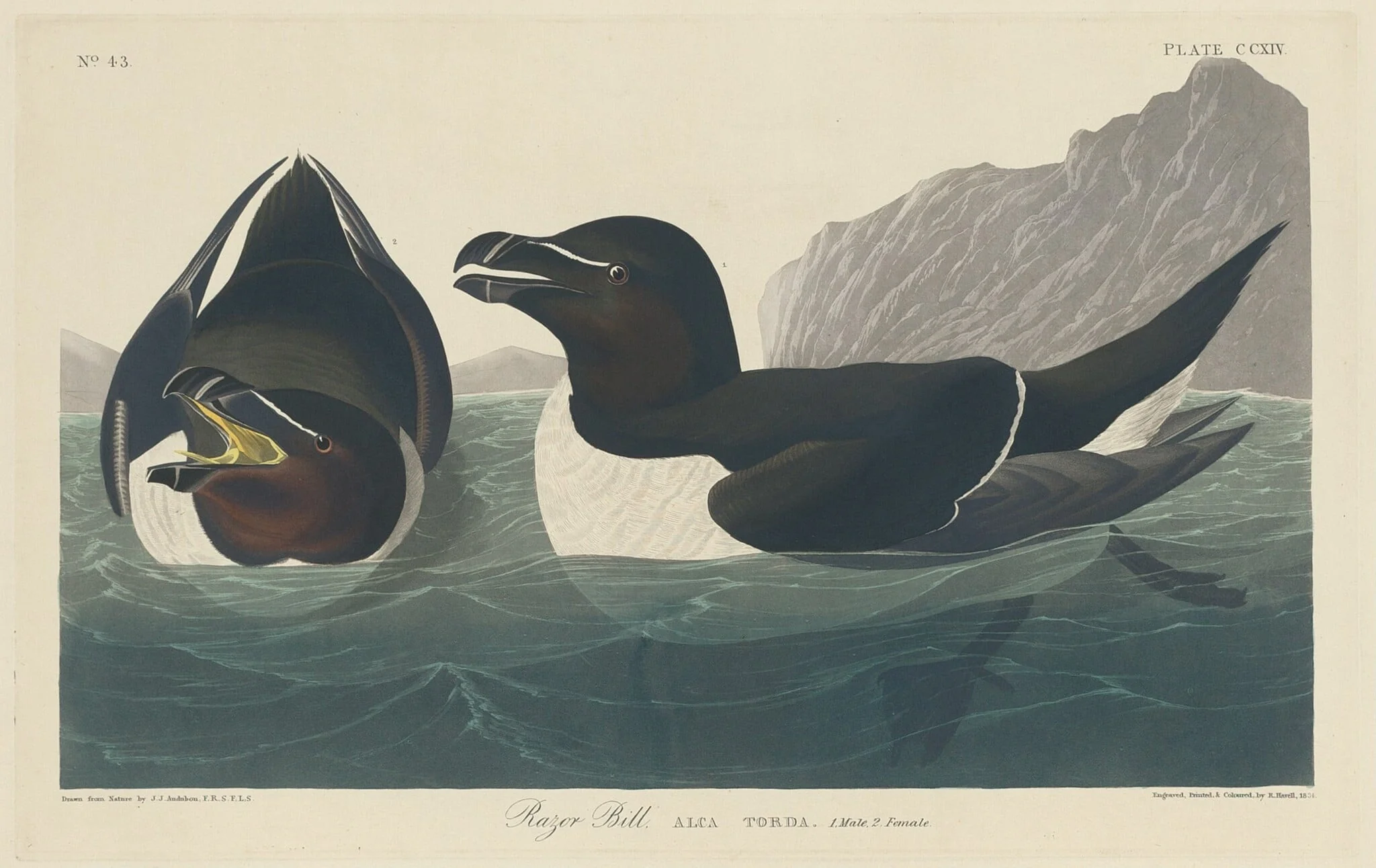 Razor Bill, by Robert Havell Jr., ink, 1834
