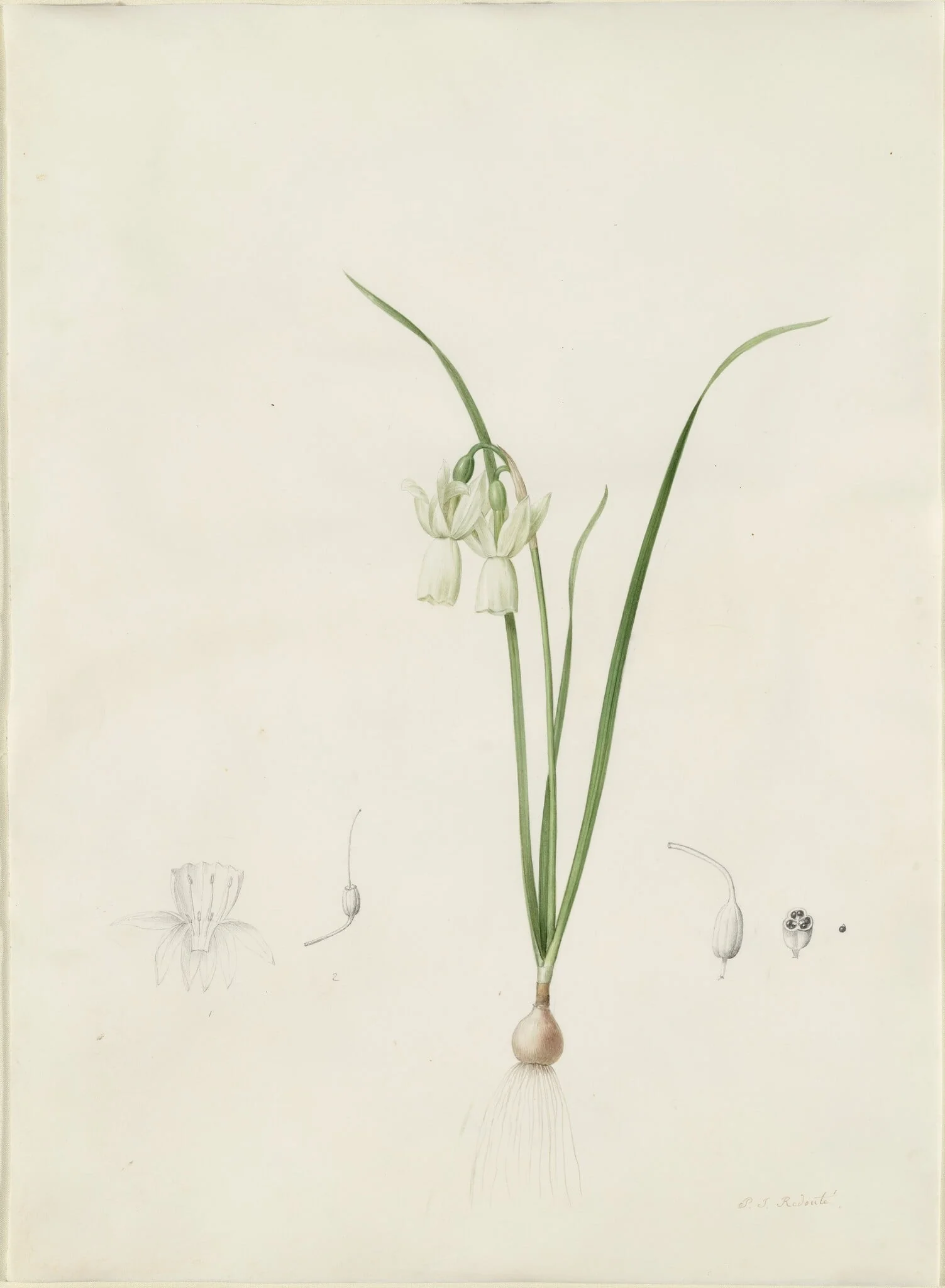 Narcissus calathinus