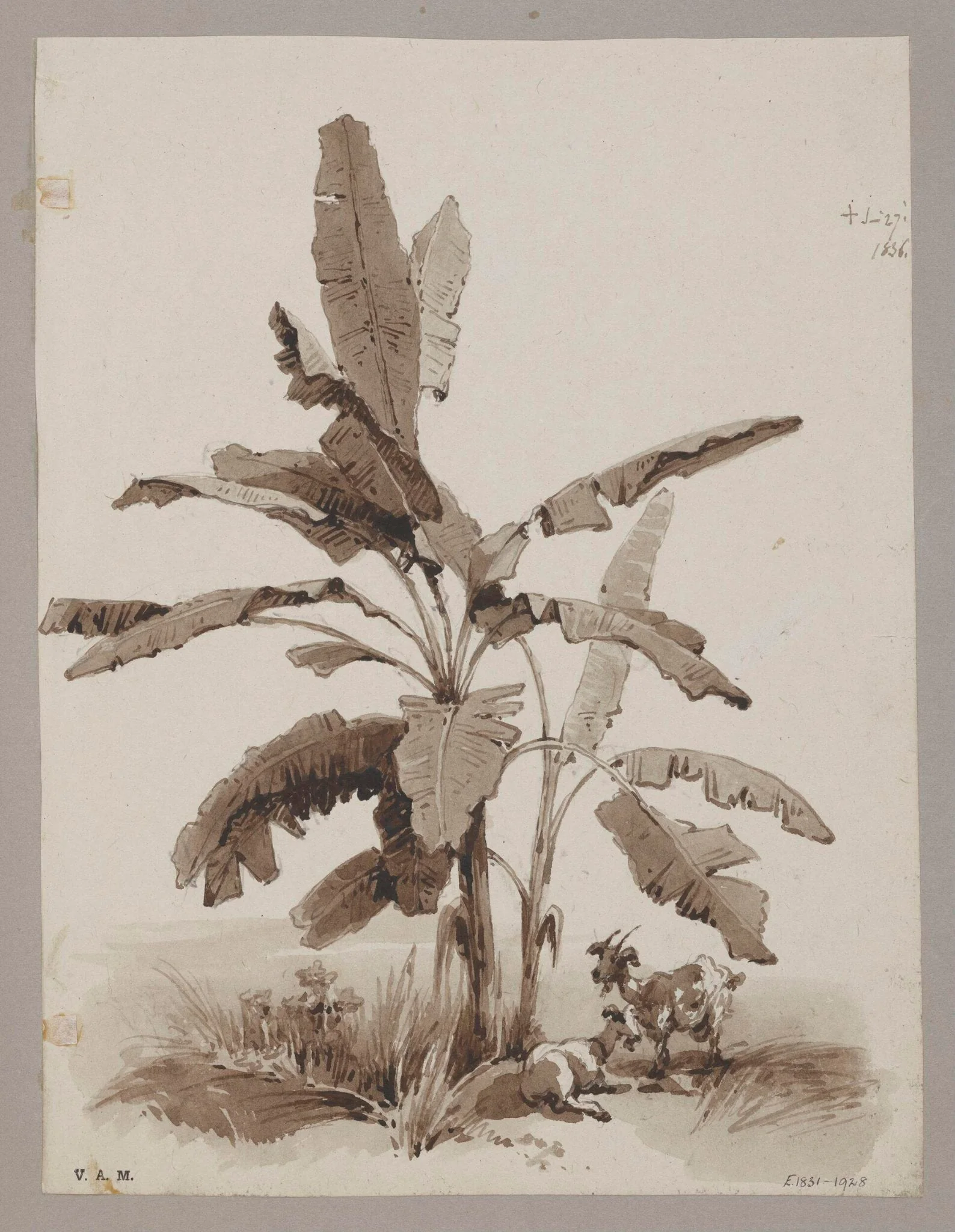 Plantain tree, by George Chinnery, 16