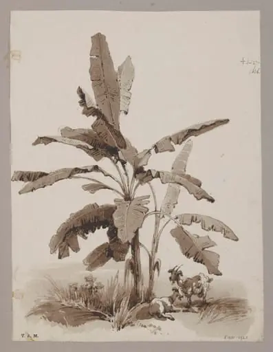 Plantain tree
