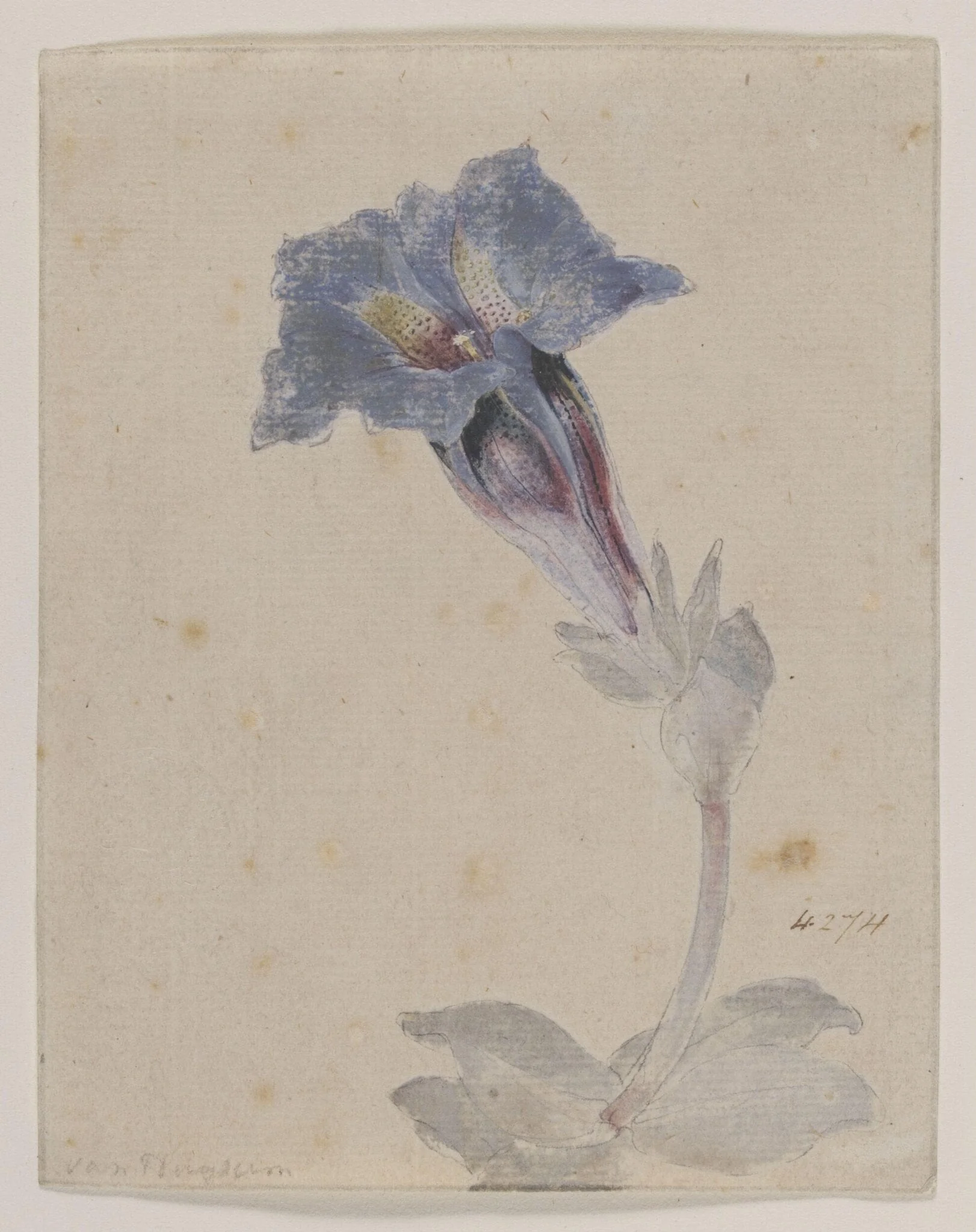 Study of a Marsh Gentian (<i>Gentiana pneumonanthe</i>), by Unknown, watercolor, 1750