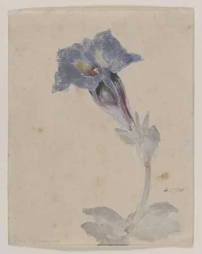 Study of a Marsh Gentian (<i>Gentiana pneumonanthe</i>)