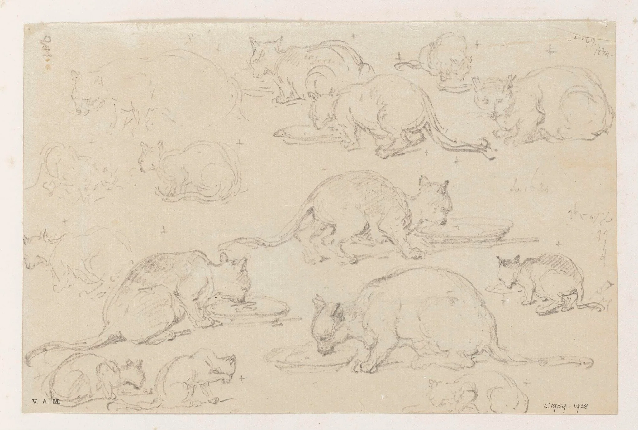 Fifteen drawings of cats