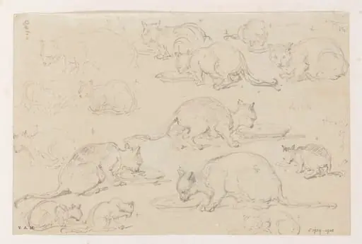 Fifteen drawings of cats