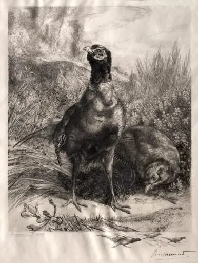The Pheasants