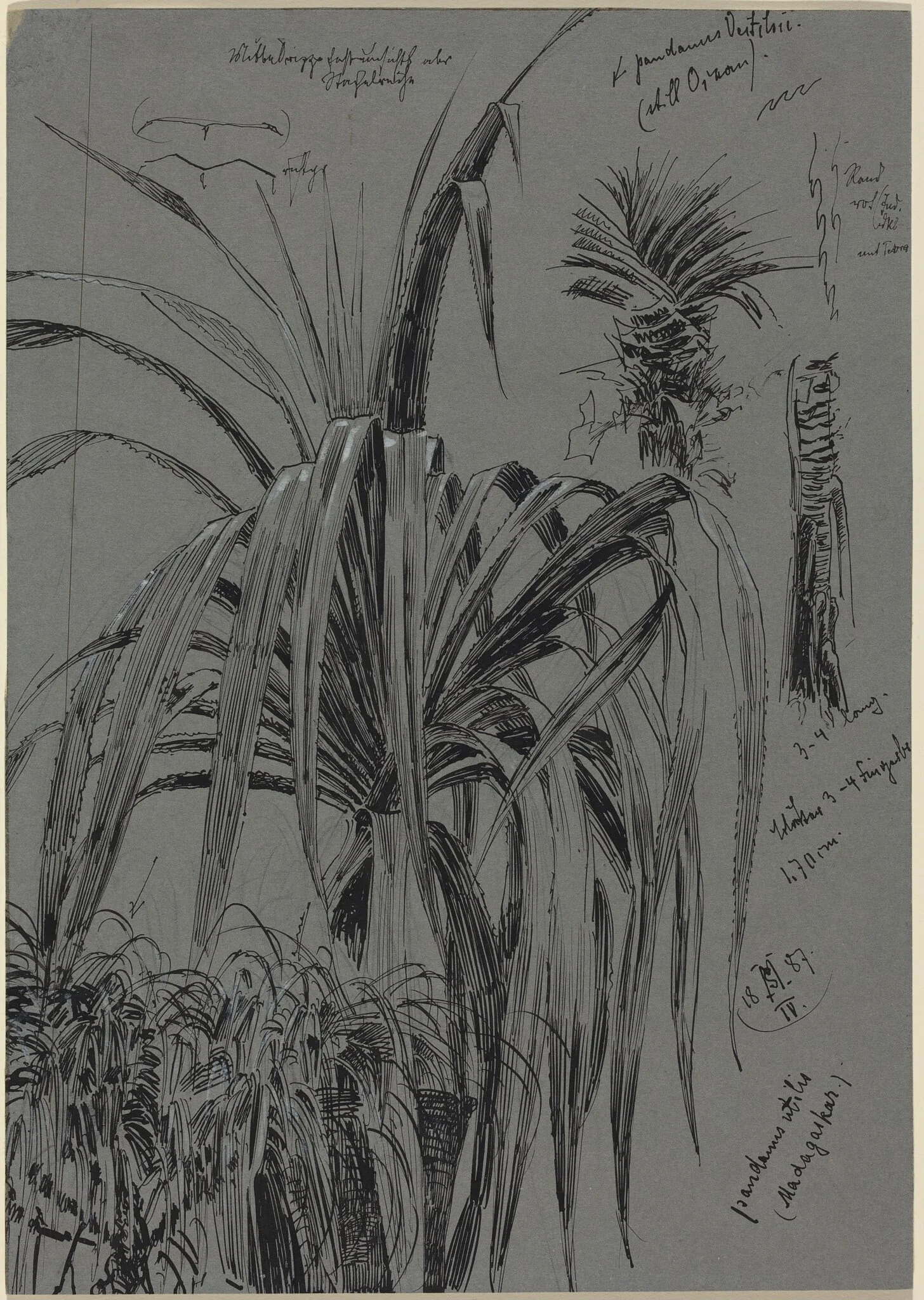 Studies of Screwpines from Madagascar