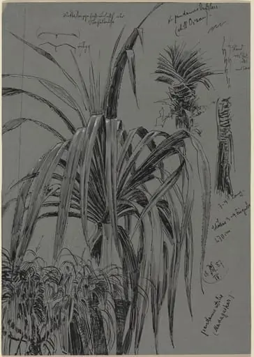Studies of Screwpines from Madagascar