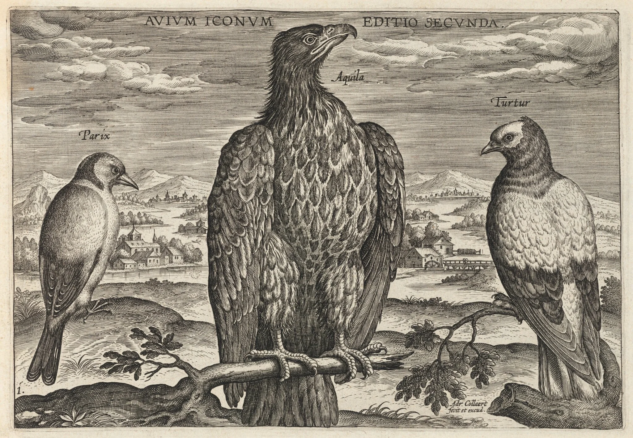 Wagtail, Eagle, and Turtledove