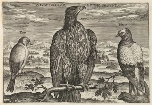 Wagtail, Eagle, and Turtledove
