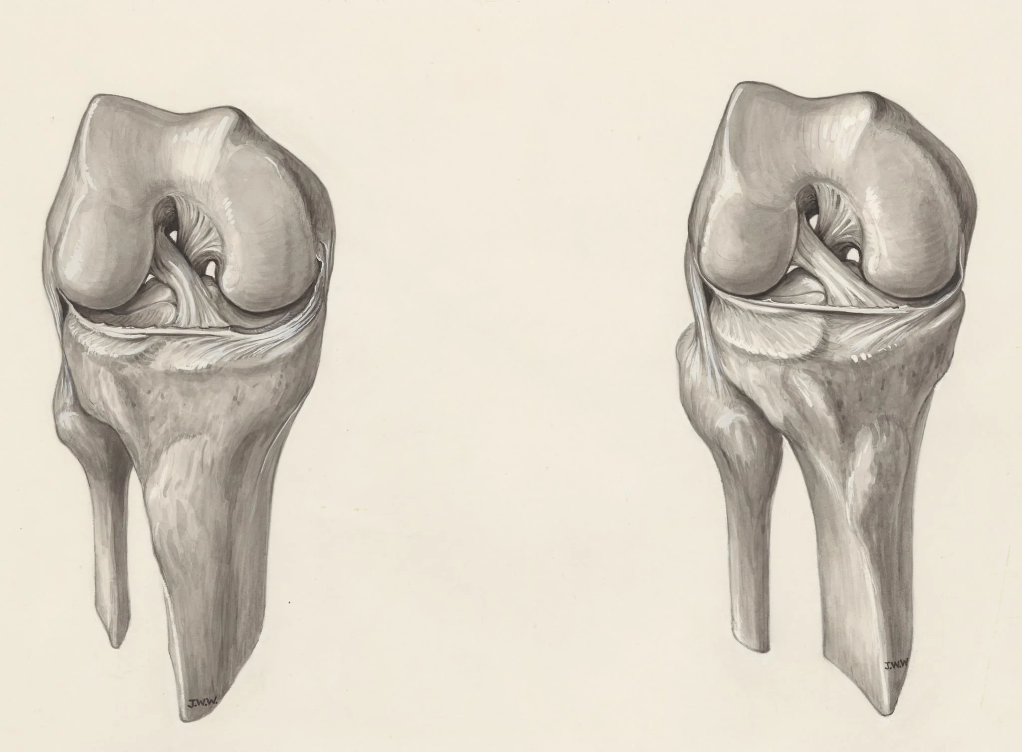 Muscular tissue of a joint
