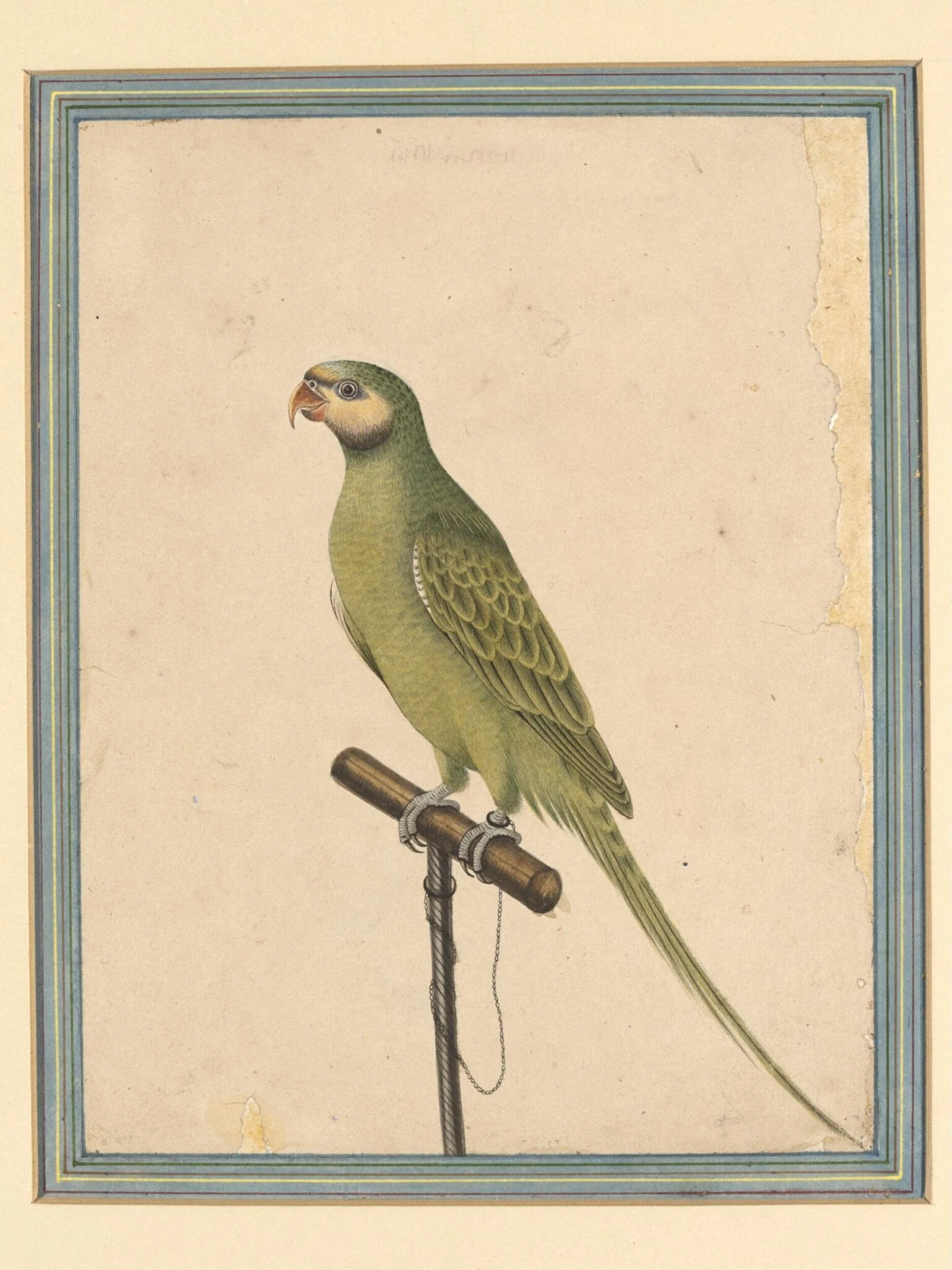 A parrot