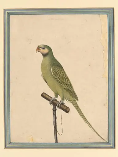 A parrot