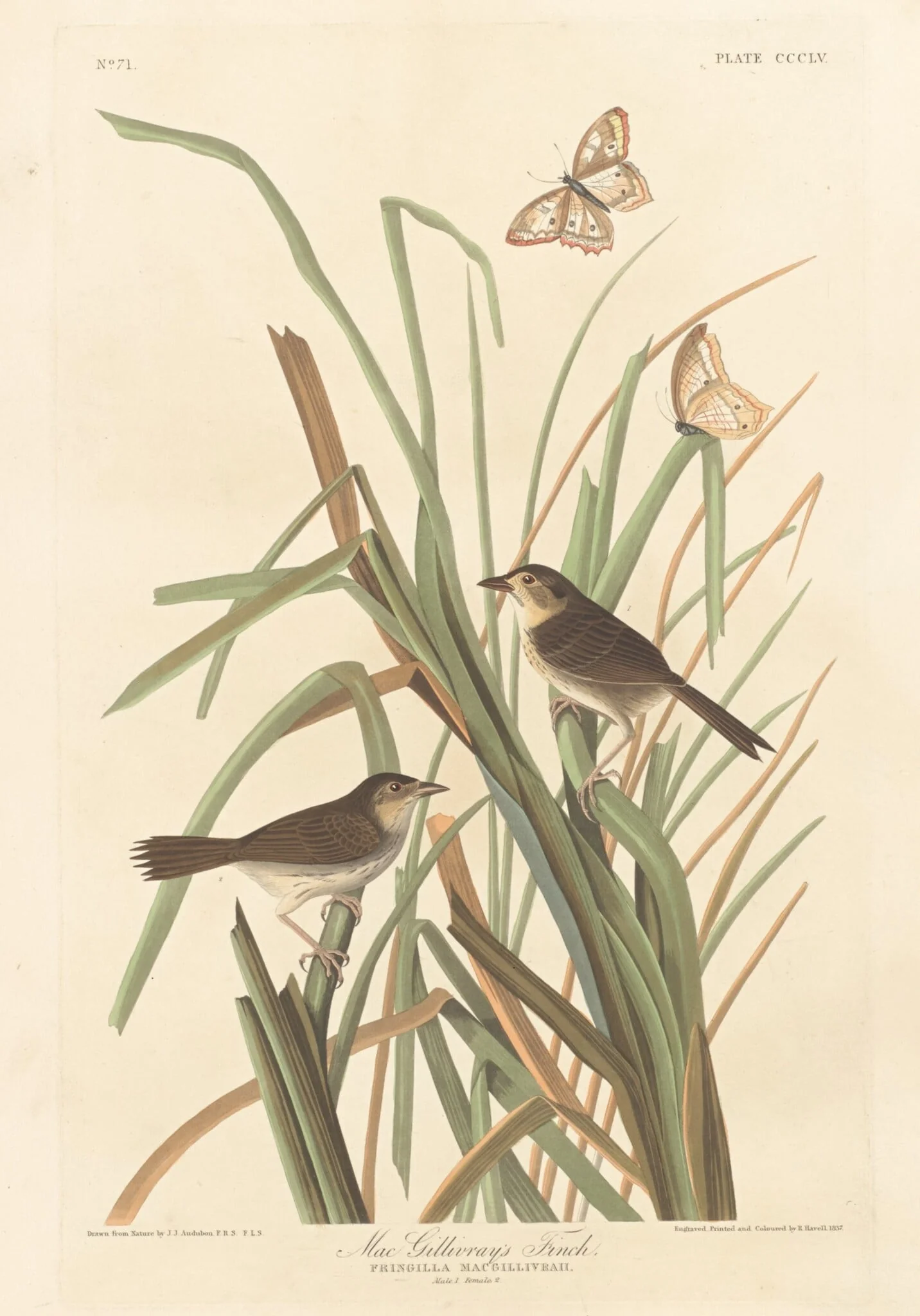 MacGillivray's Finch, by Robert Havell Jr., ink, 1837
