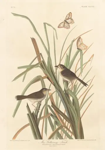 MacGillivray's Finch