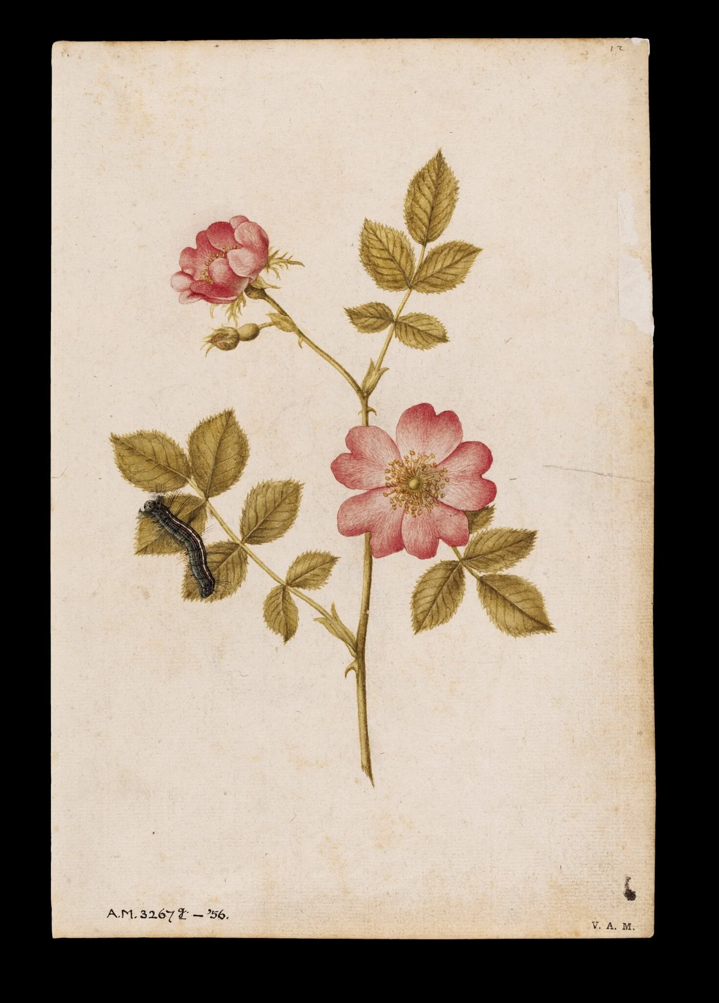 Two dog roses and a lackey moth caterpillar, by Jacques Le Moyne de Morgues, watercolor, 1568