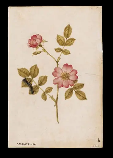 Two dog roses and a lackey moth caterpillar