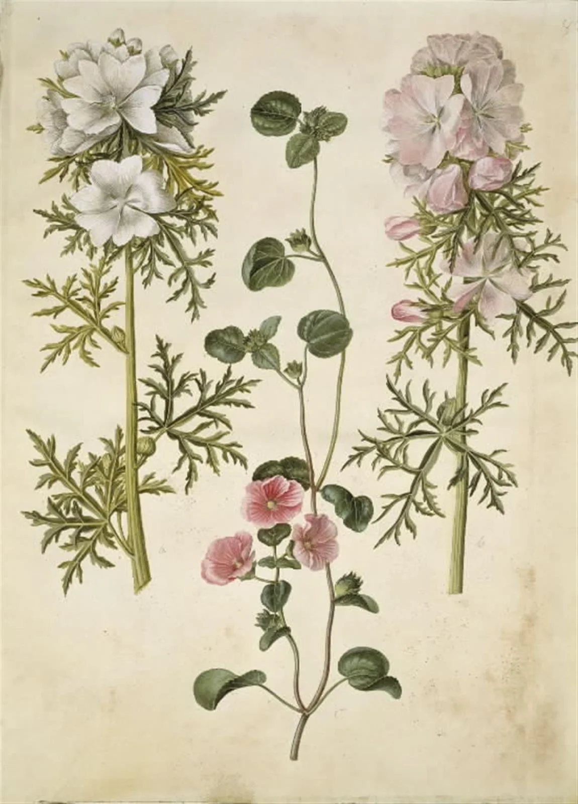 Malva moschata (moskus-katost); Malva eller Malope (art af katost eller malope), by Unknown, unspecified, 1654