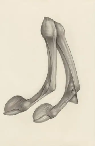 Muscular tissue of a mammal's finger