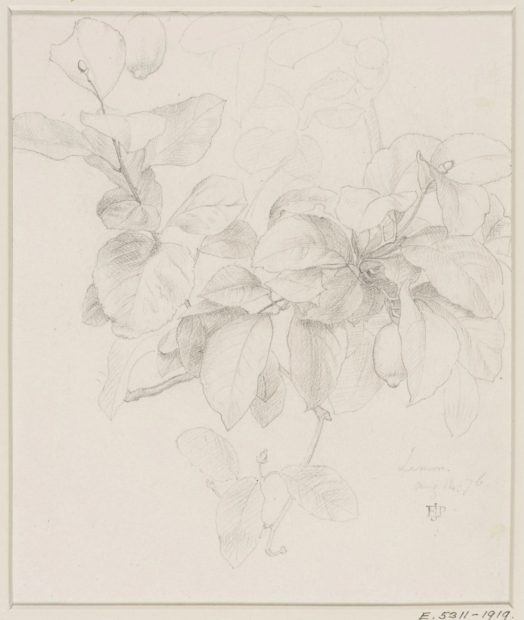 Studies of Flowers and Plants, 1876-1898, by Edward John, Sir Poynter, 11