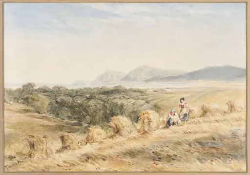 A Cornfield