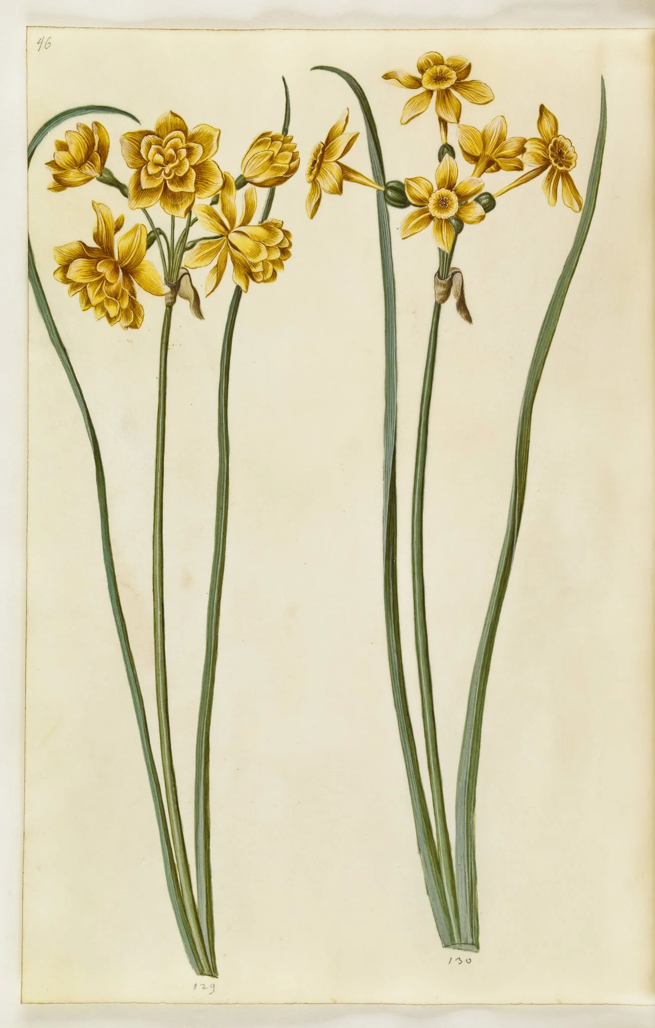 Narcissus jonquilla (siv-narcis), by Unknown, unspecified, 1650