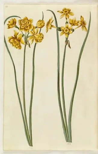 Narcissus jonquilla (siv-narcis)