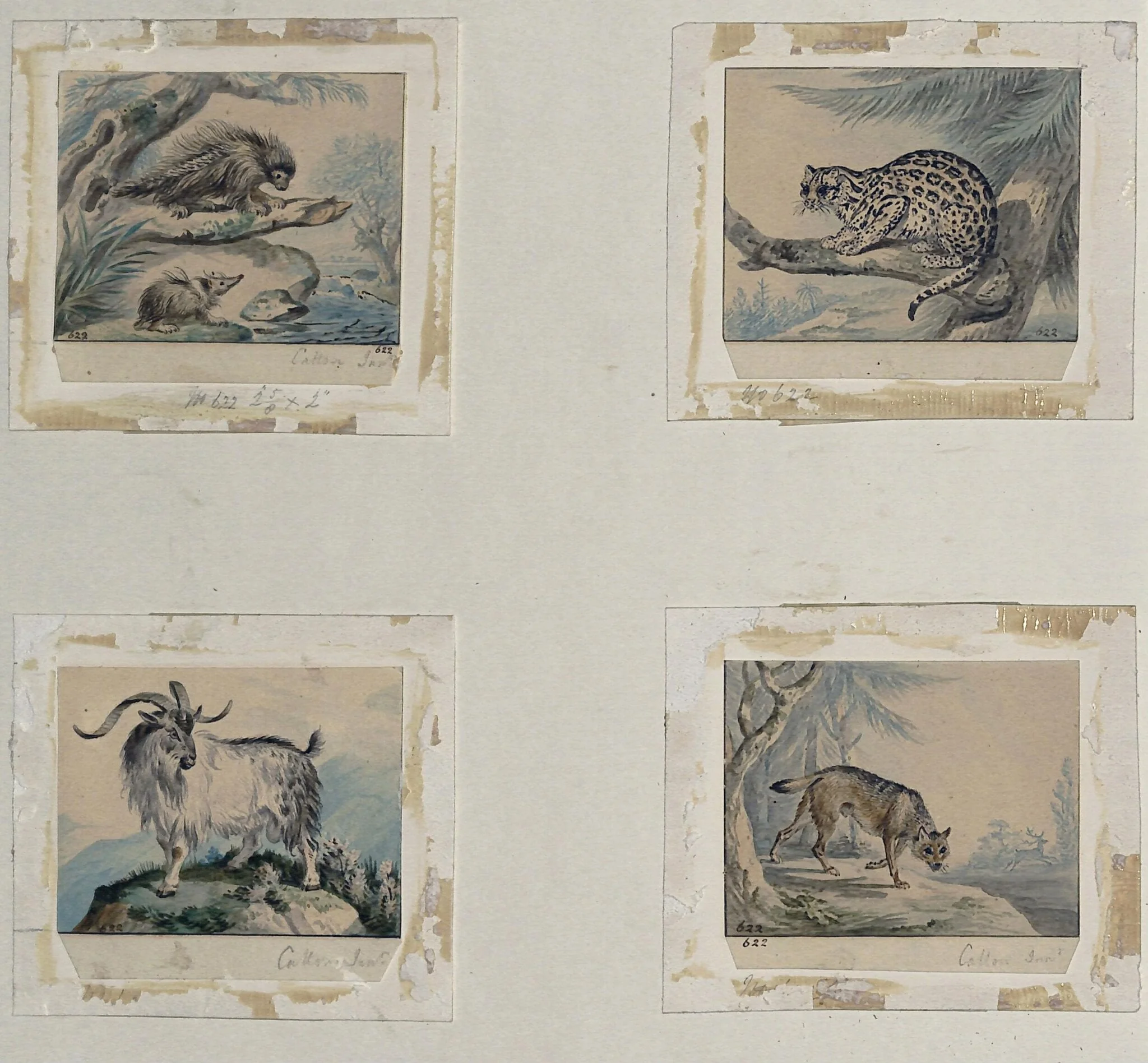 Four small drawings of animals for book illustrations, by Charles Catton, 1780