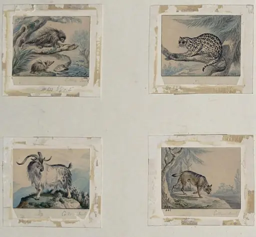 Four small drawings of animals for book illustrations