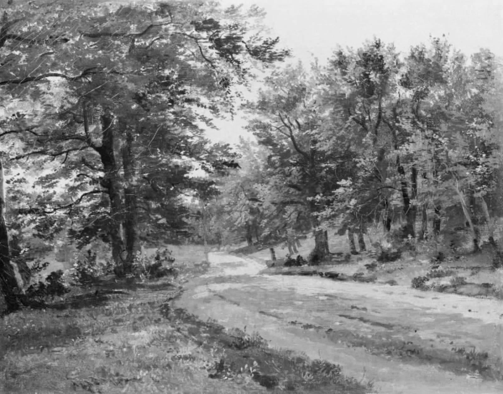 A Road in a Forest
