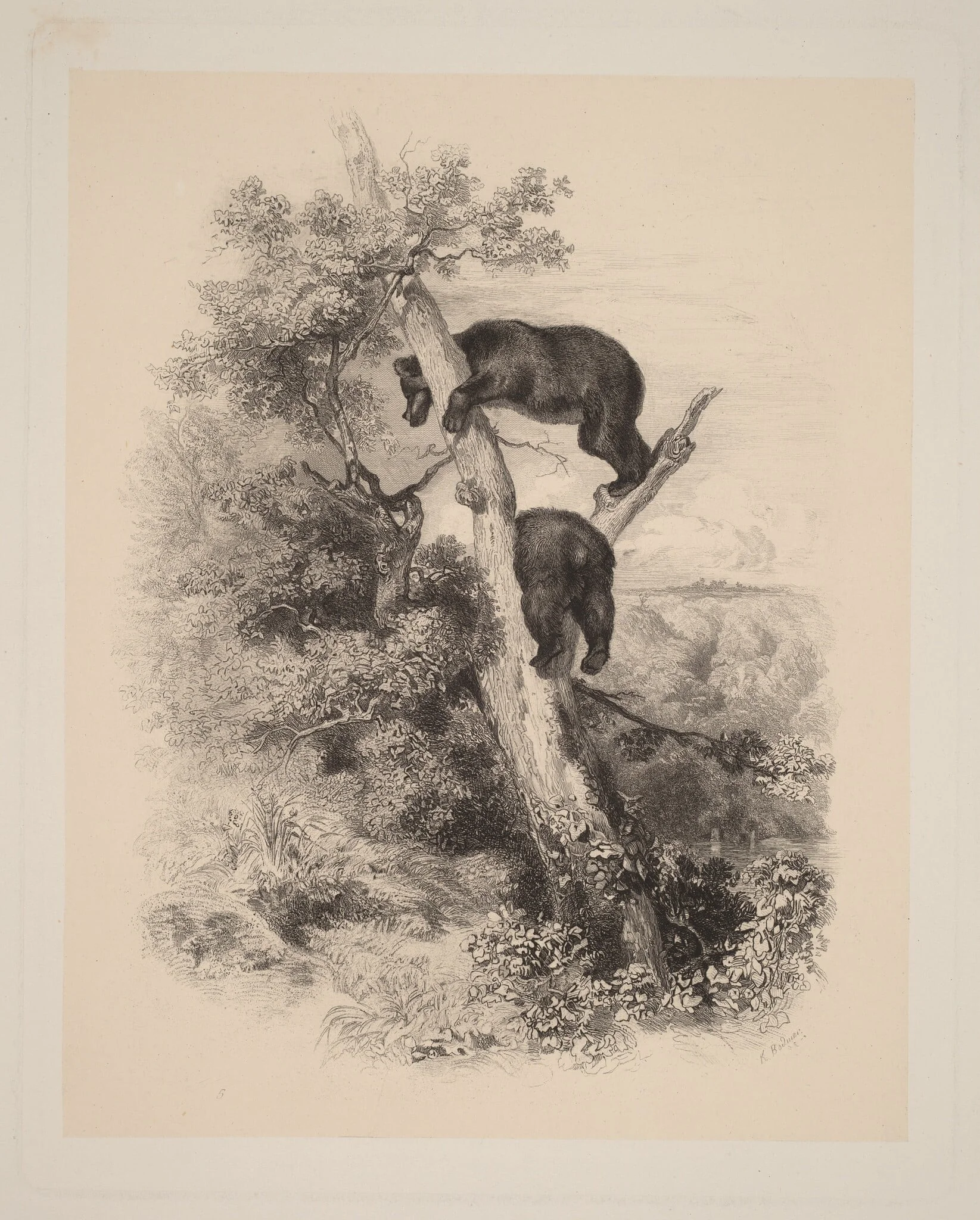 Deux Ours, by Karl Bodmer, ink, 1851