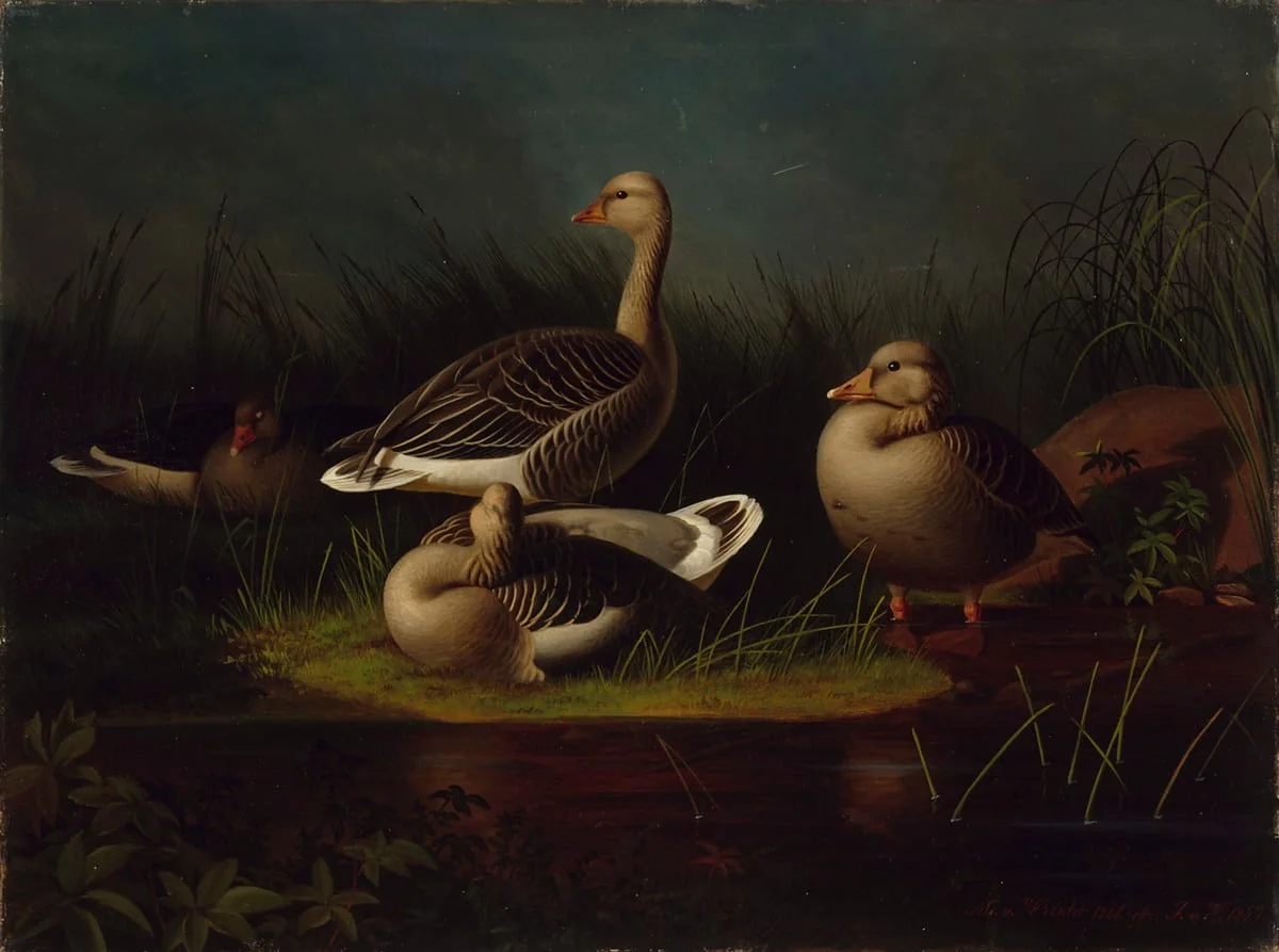 Merihanhia, kopio Ferdinand von Wrightin mukaan, by Magnus von Wright, unspecified