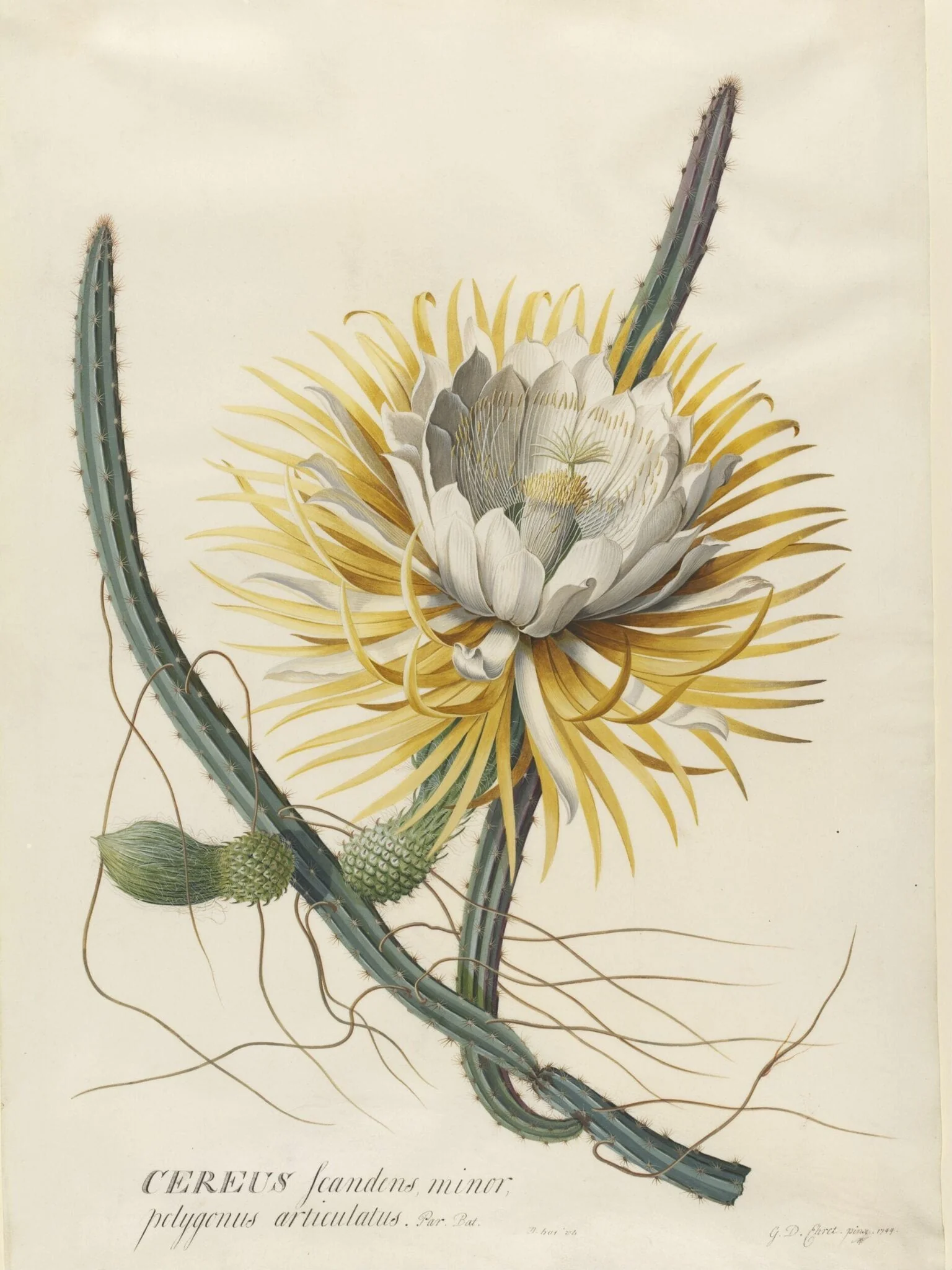 Cereus Cactus