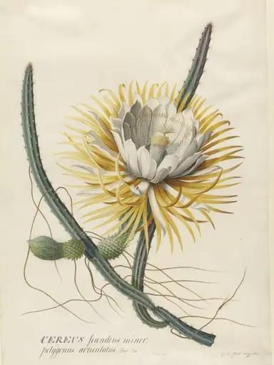 Cereus Cactus