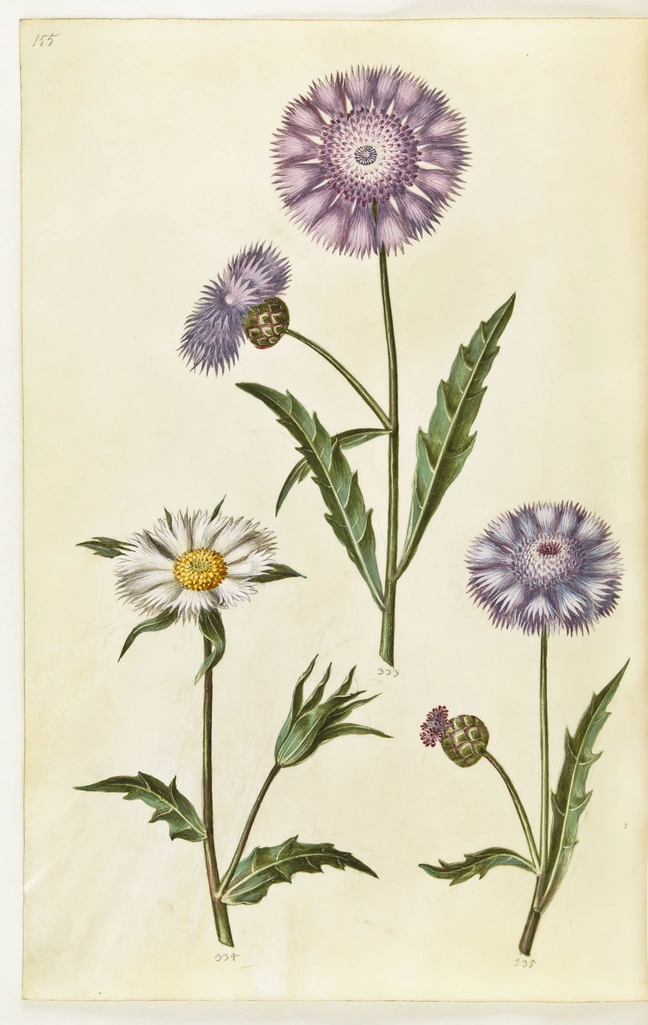 Amberboa moschata (duft-sultan), by Unknown, unspecified, 1650