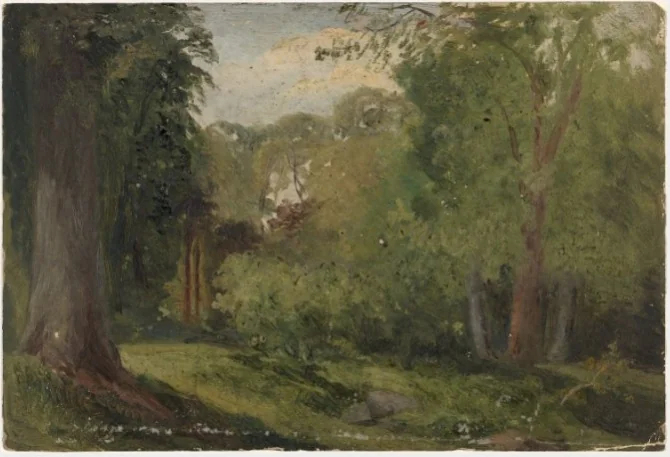 Trees in Phoenix Park, Dublin