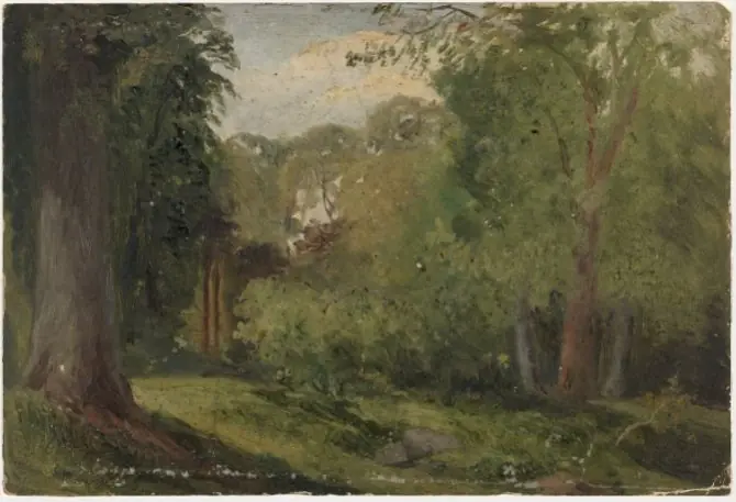 Trees in Phoenix Park, Dublin