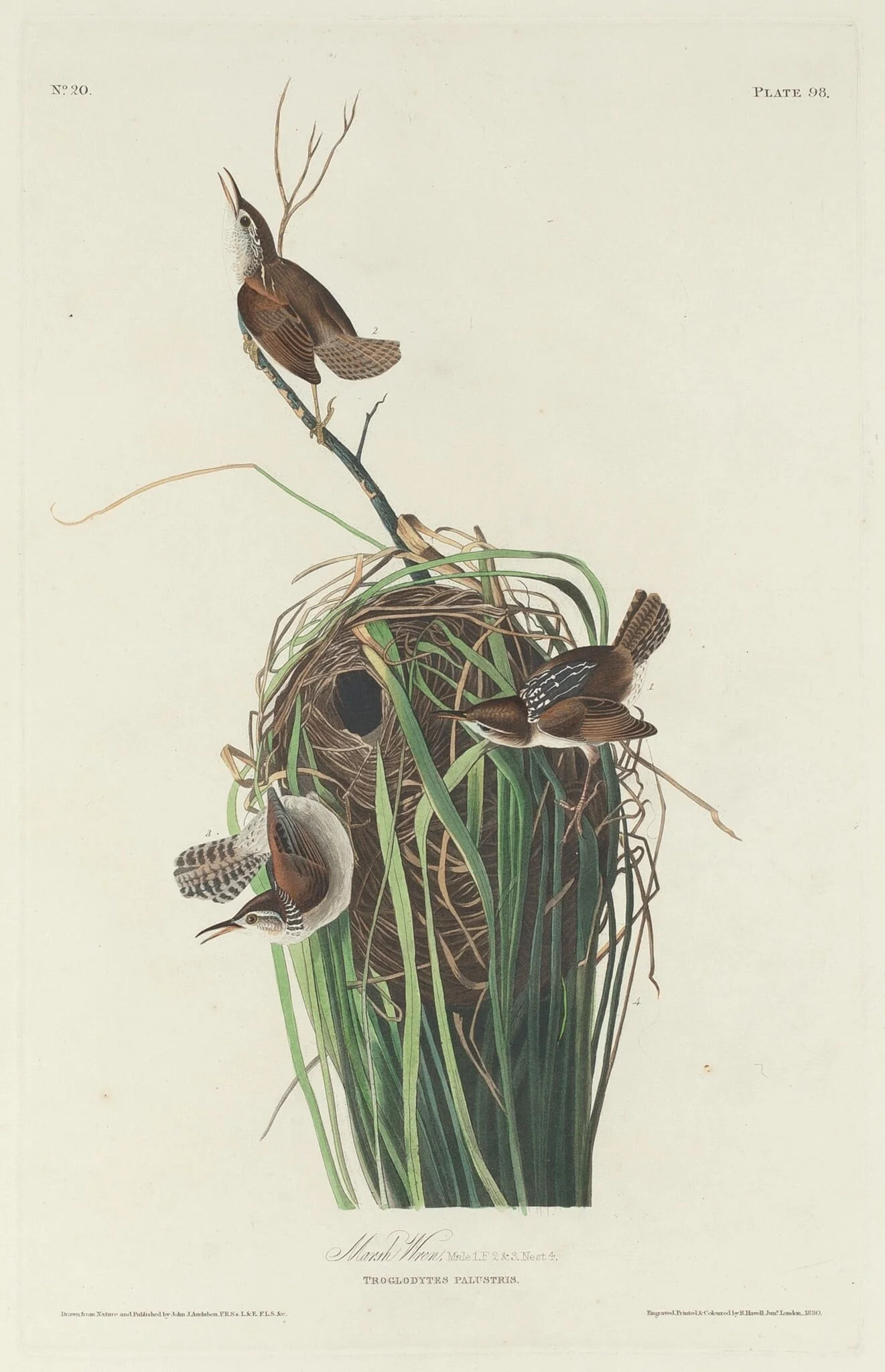 Marsh Wren, by Robert Havell Jr., ink, 1830
