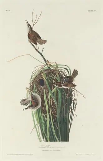 Marsh Wren